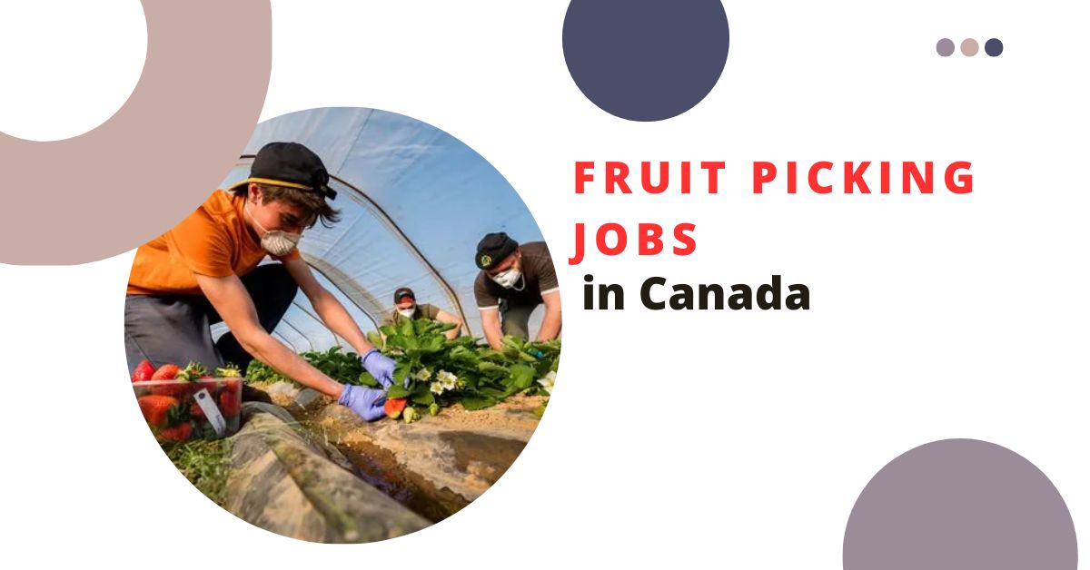 Fruit Picking Jobs in Canada